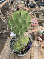 #EC66 EXACT Opuntia Sulphurea