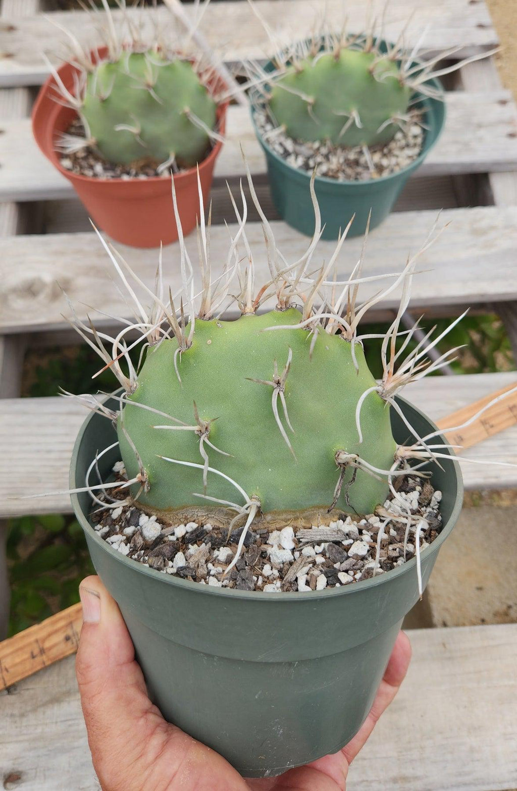 #EC66 EXACT Opuntia Sulphurea