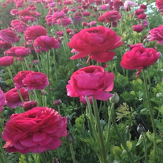 Italian Ranunculus - Elegance Ciclamino
