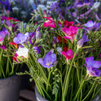 Freesia - Berries & Cream Collection