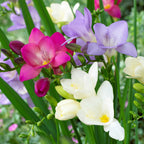 Freesia - Berries & Cream Collection