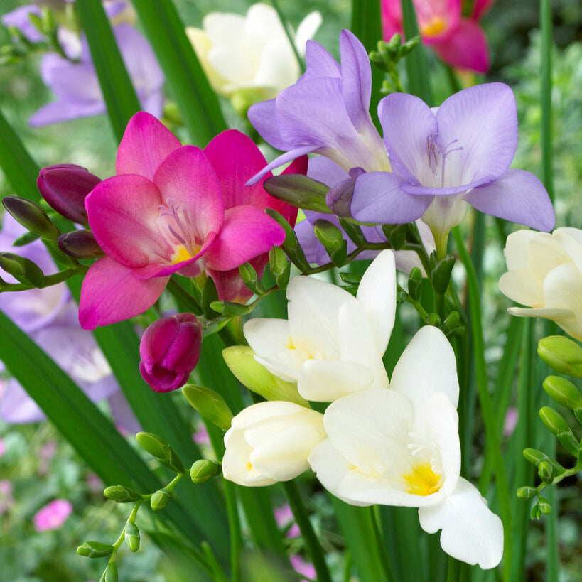 Freesia - Berries & Cream Collection