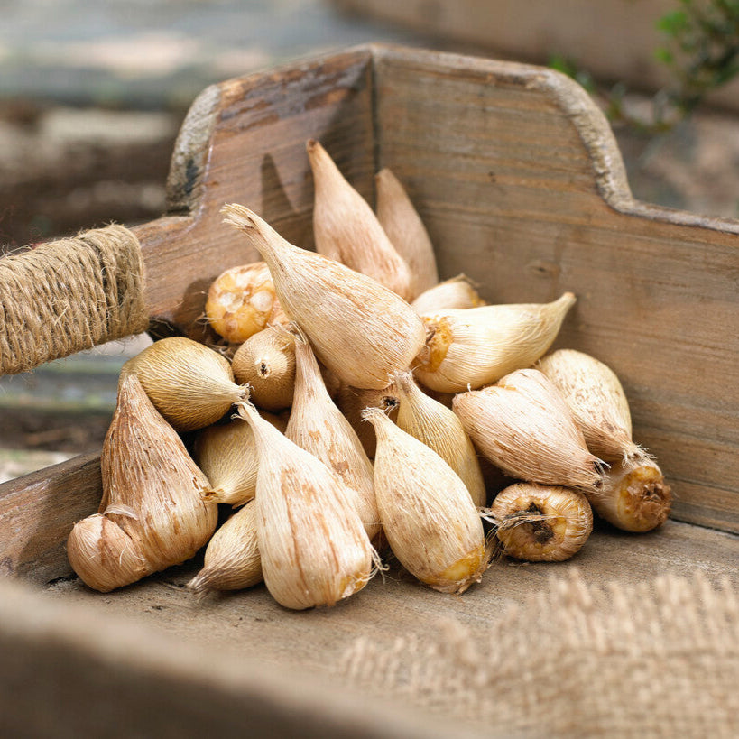 Freesia - Double Pink