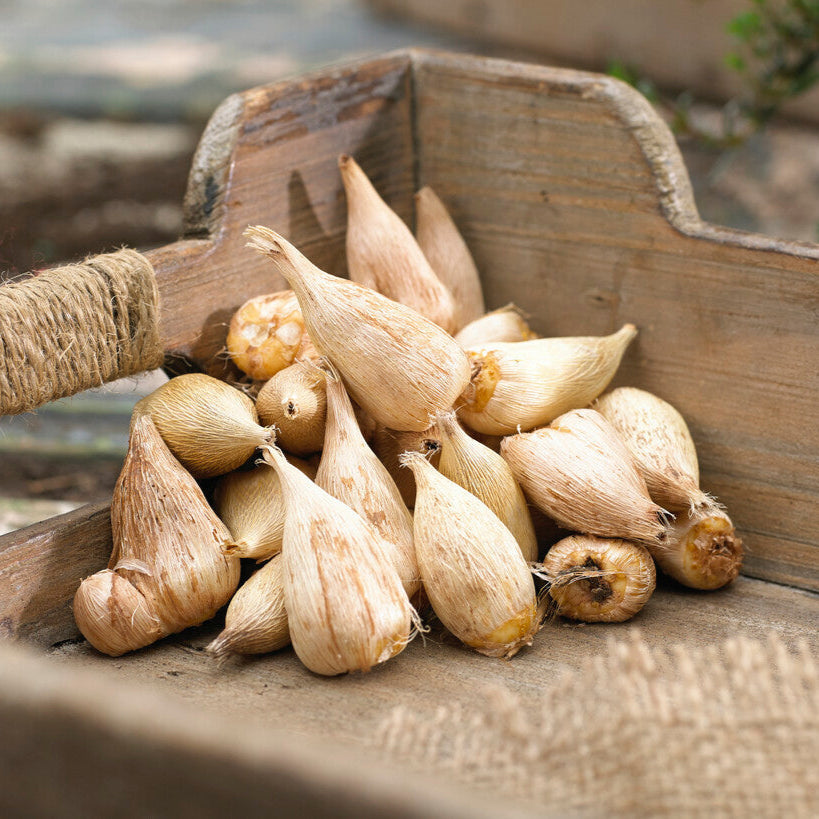 Freesia - Single Yellow