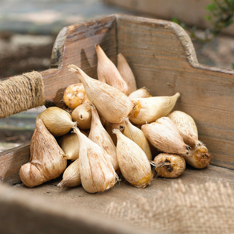 Freesia - Double Yellow