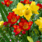 Freesia - Burning Embers Collection