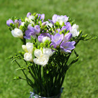 Freesia - Clear Skies Collection