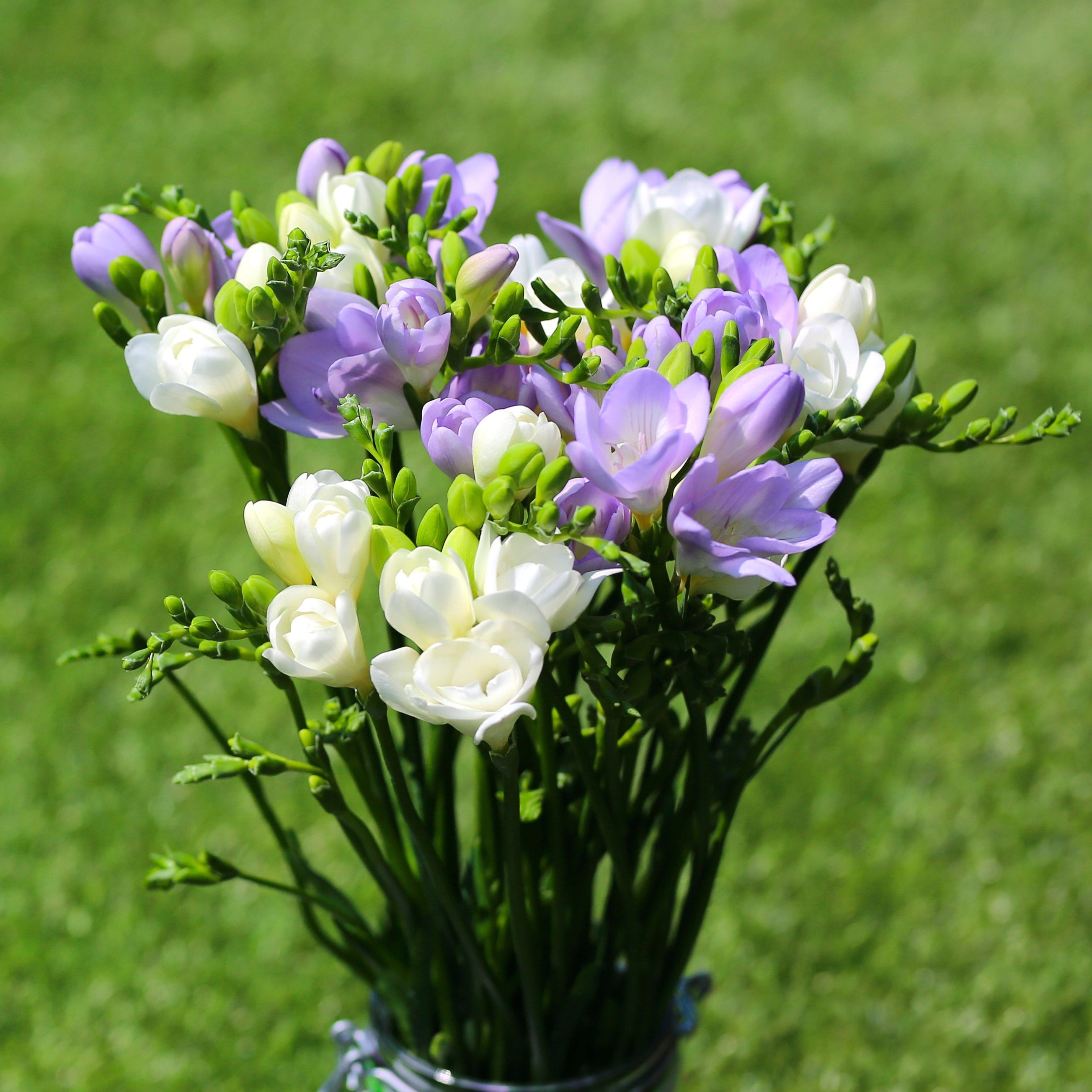 Freesia - Clear Skies Collection