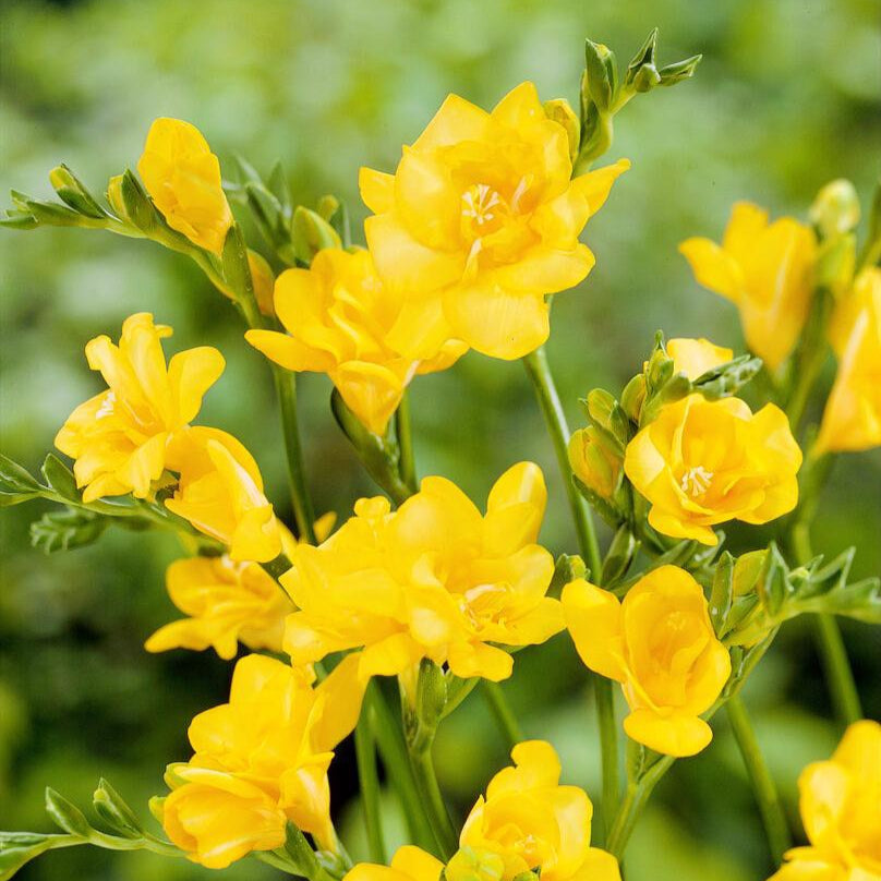 Freesia - Double Yellow