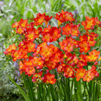 Freesia - Single Bi-Color