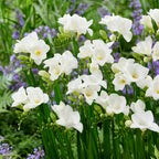 Freesia - Single White