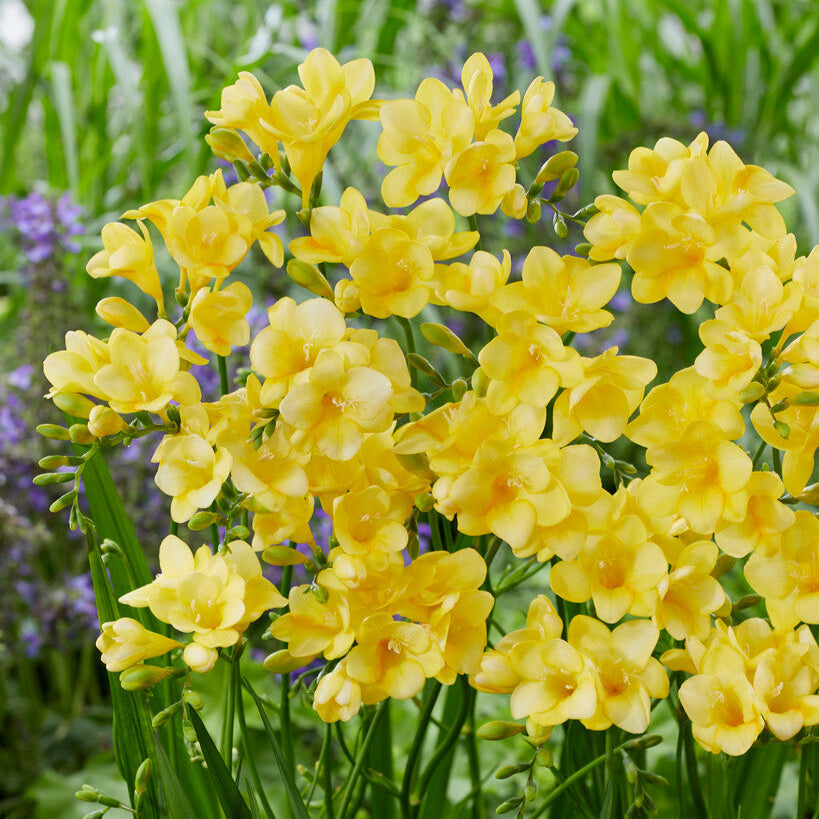Freesia - Single Yellow