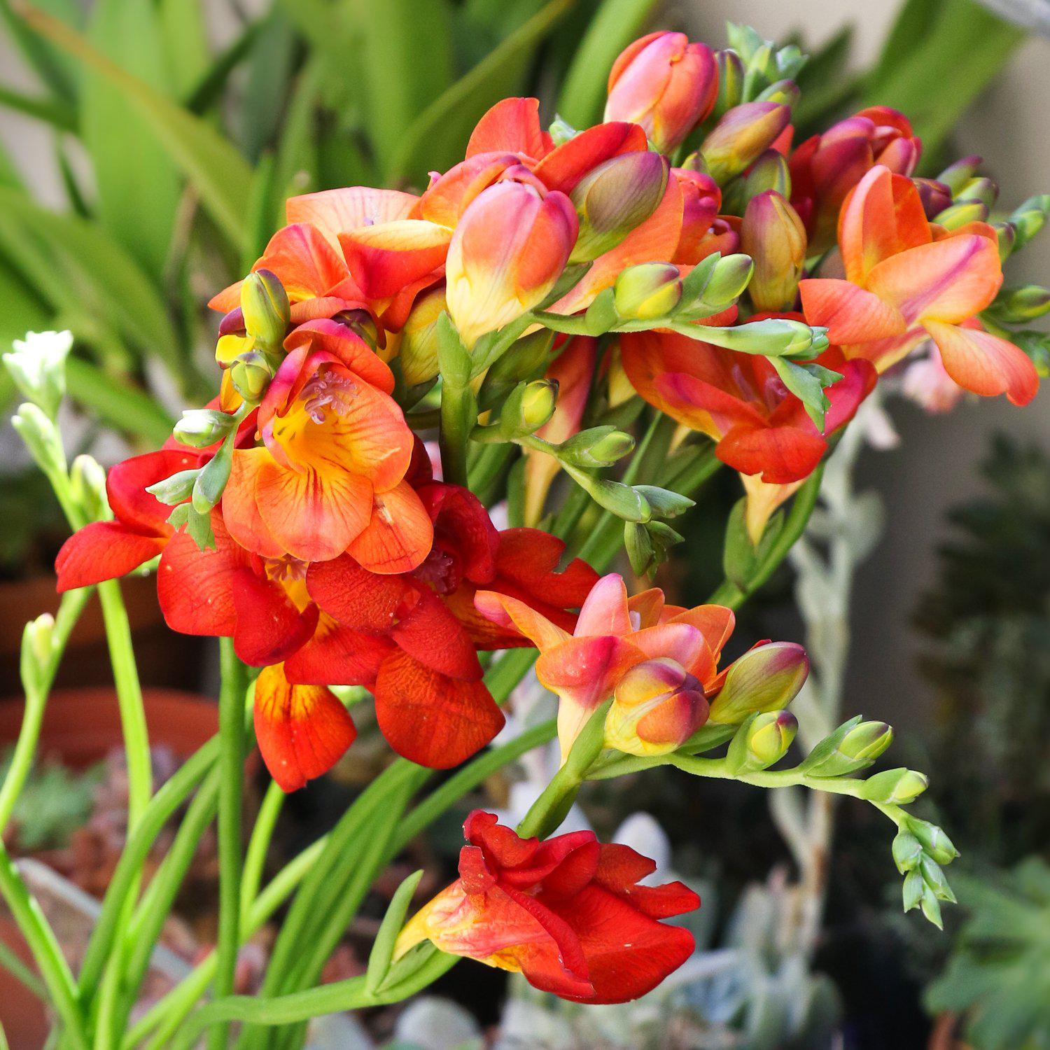 Freesia - Double Bi-Color