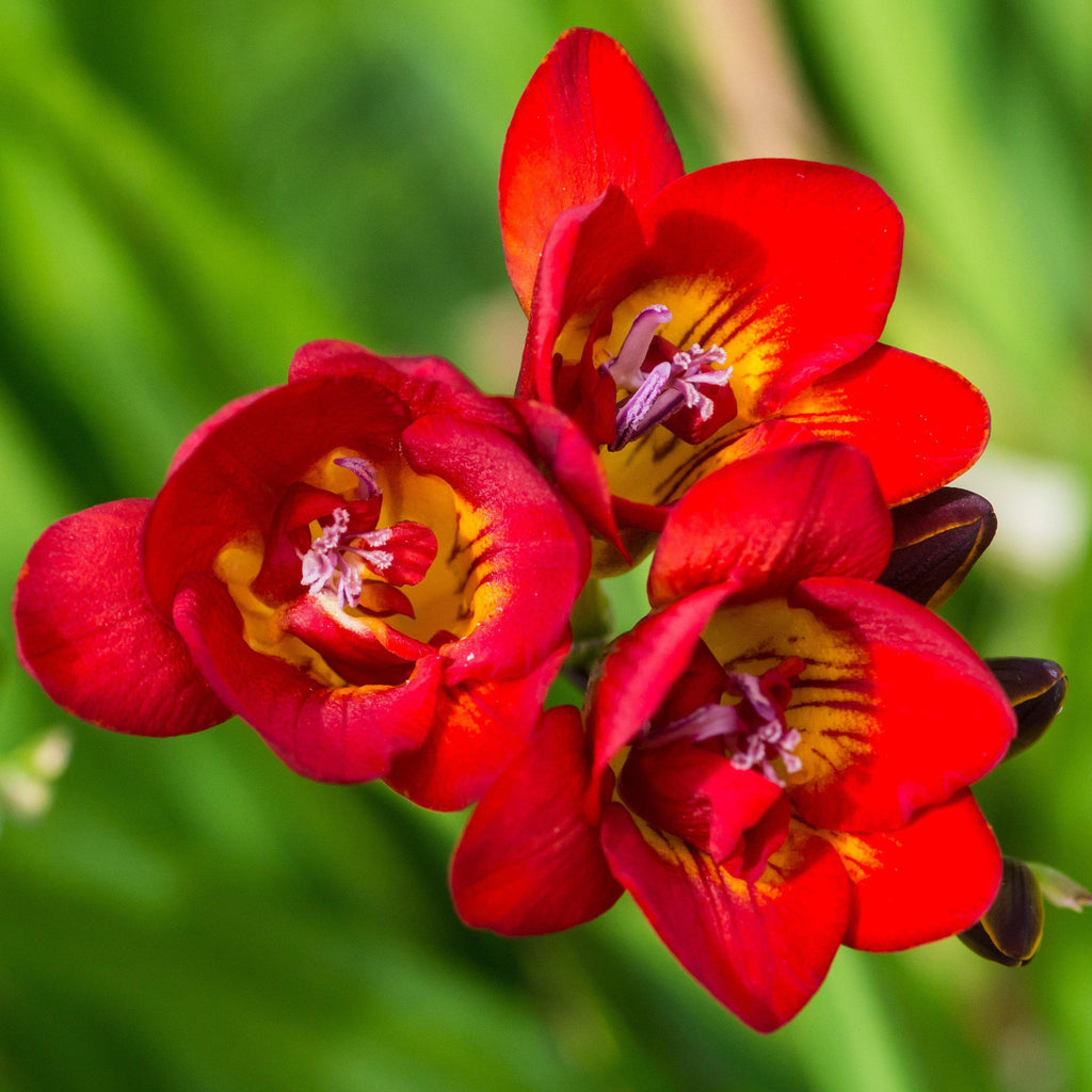 Freesia - Double Bi-Color