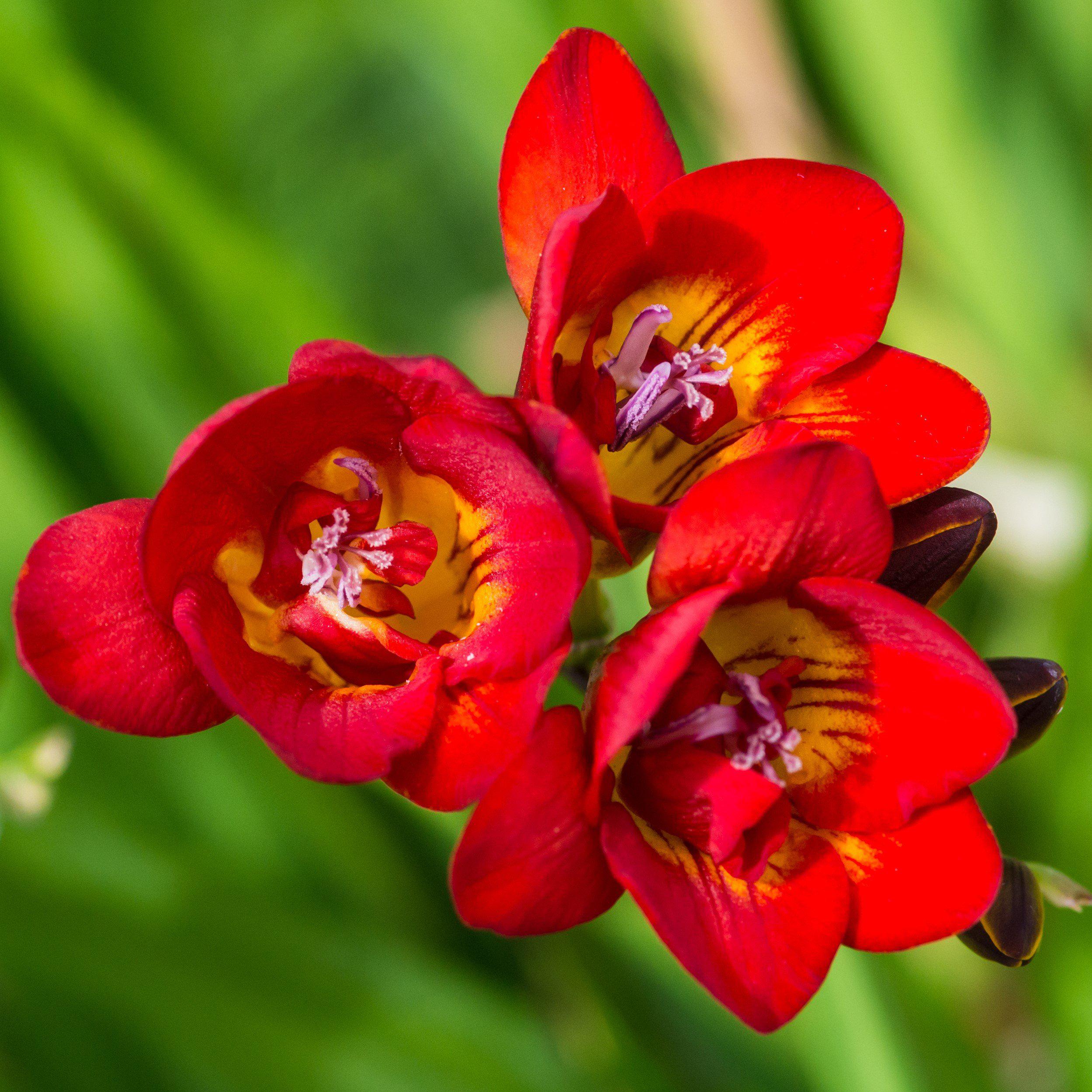 Freesia - Double Bi-Color
