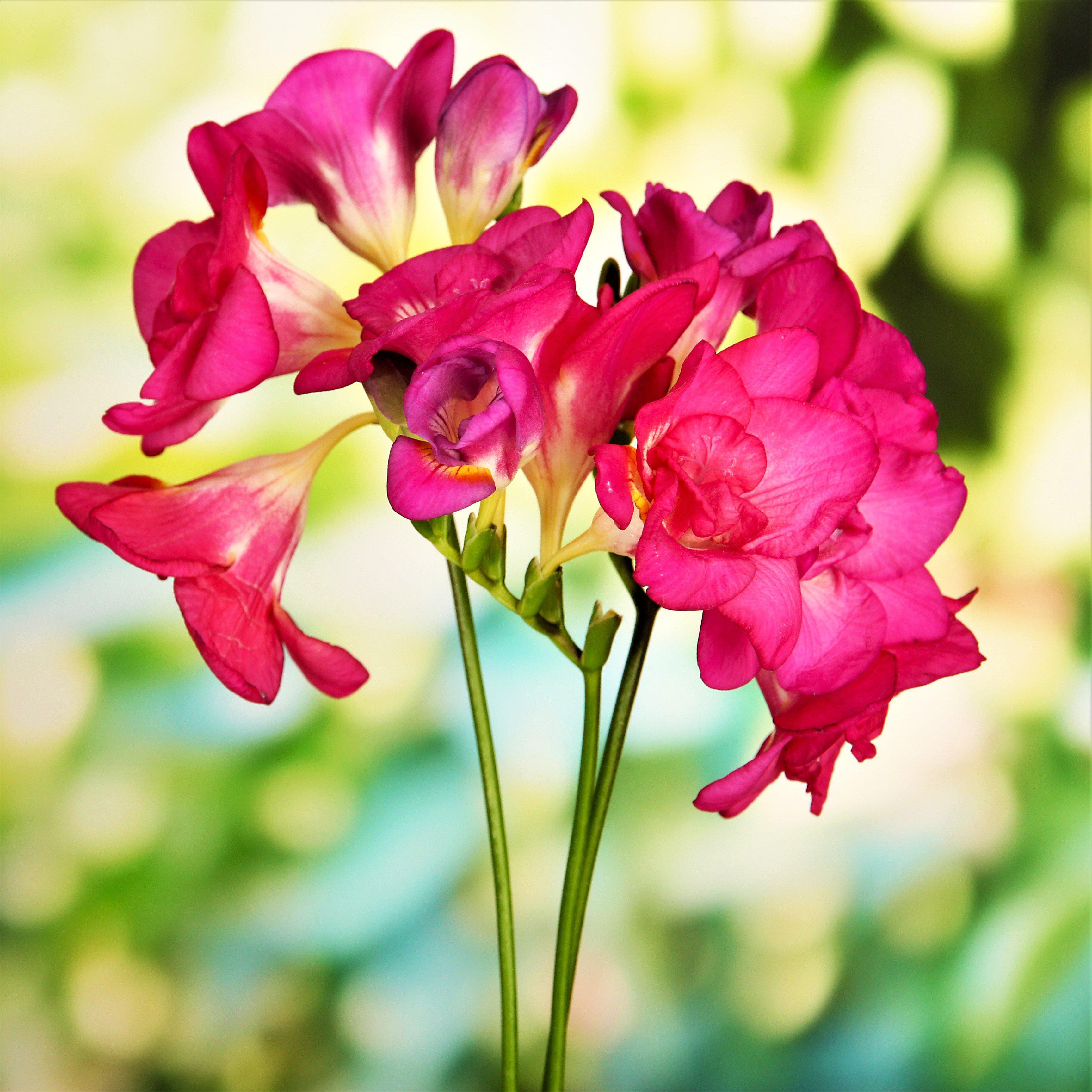 Freesia - Double Pink