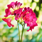 Freesia - Doubles Mix