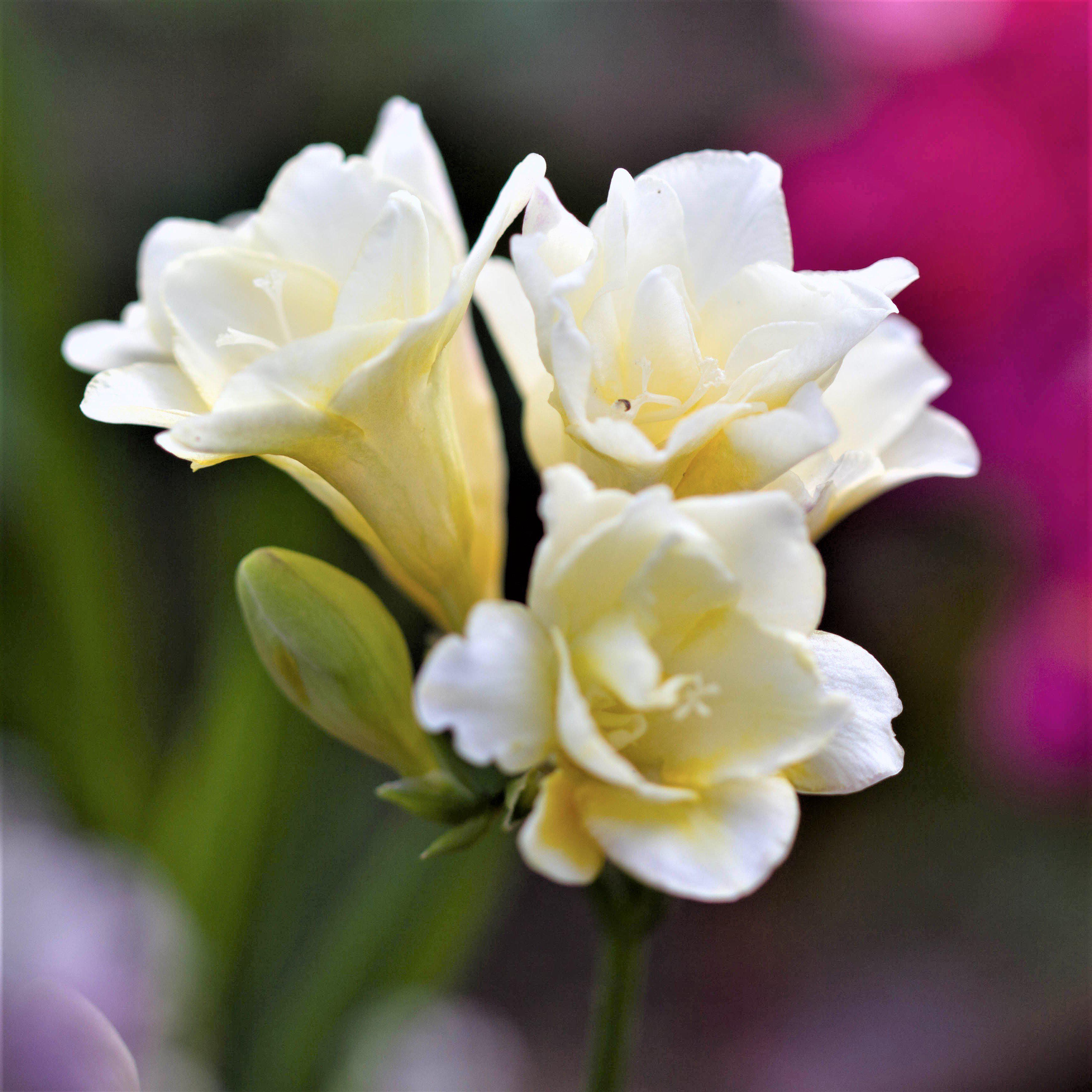 Freesia - White Wonder Collection