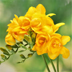 Freesia - Doubles Mix