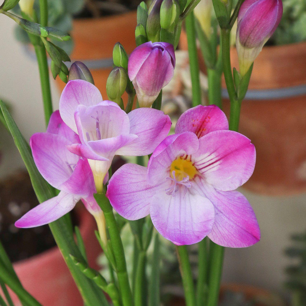Freesia - Single Pink