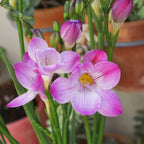 Freesia - Single Pink