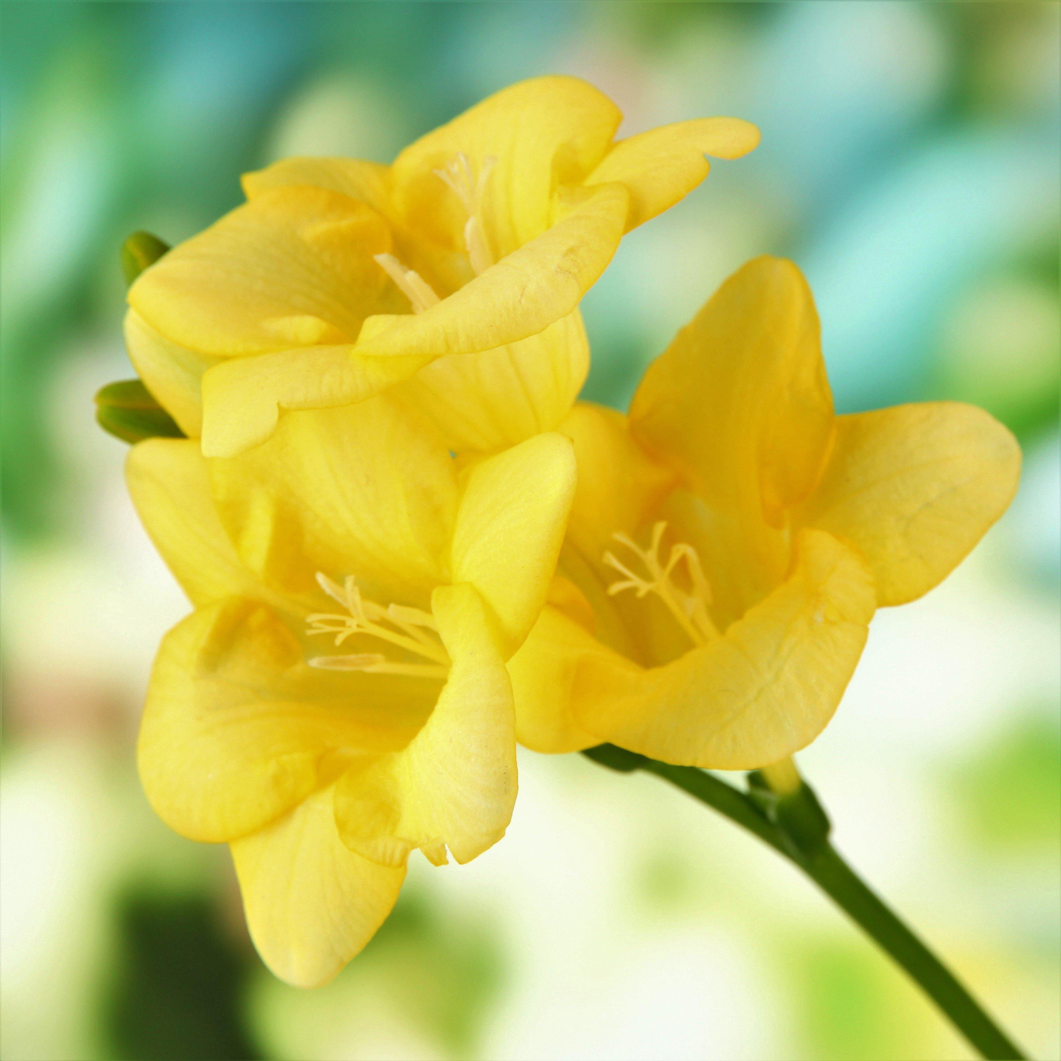 Freesia - Single Yellow