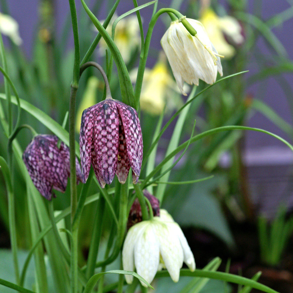 Fritillaria - Checkmate Mix