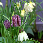Fritillaria - Checkmate Mix