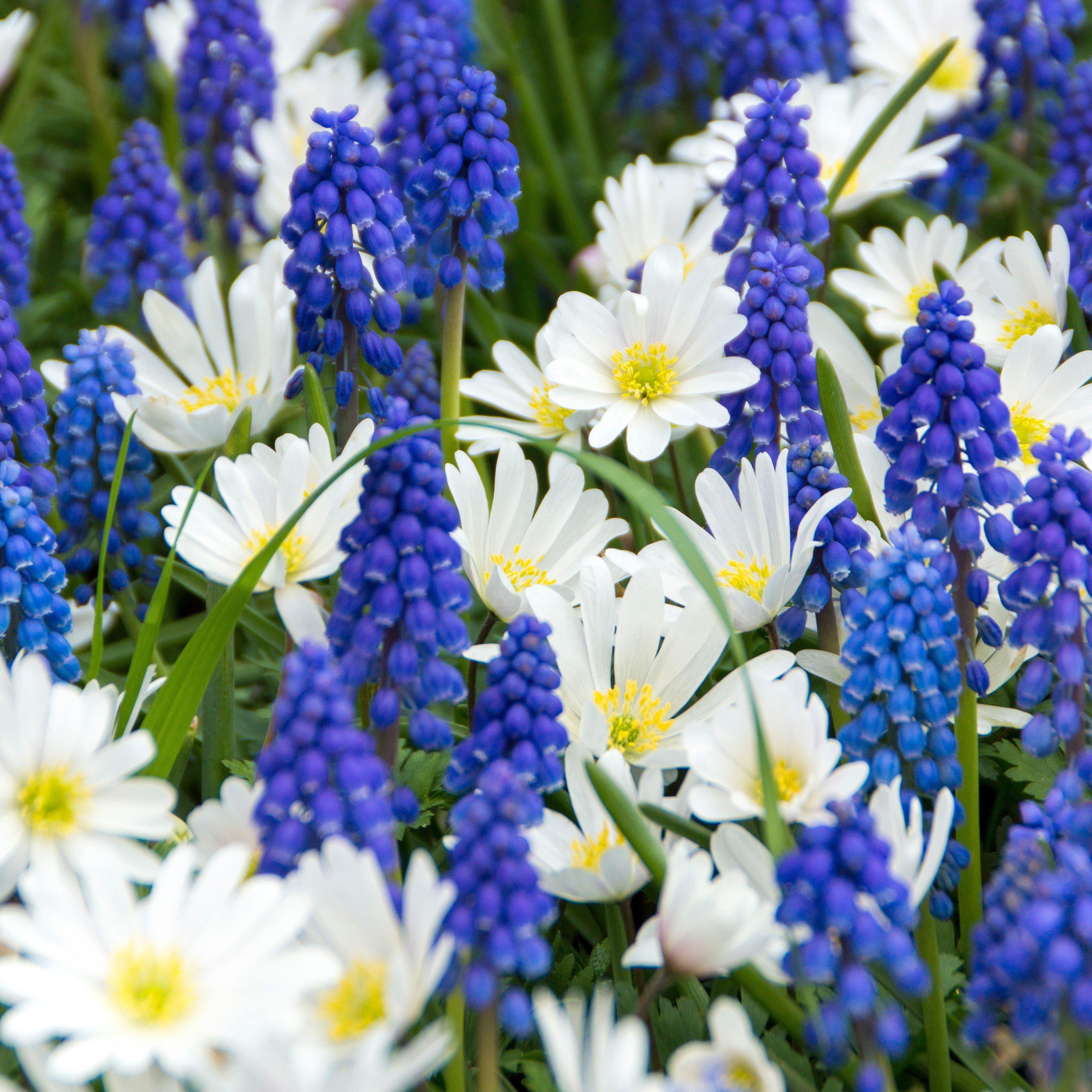 Anemone & Muscari - Fun & Flirty Blend