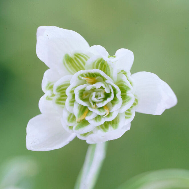 Galanthus - Double Snowdrop Flore Pleno