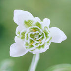 Galanthus - Double Snowdrop Flore Pleno