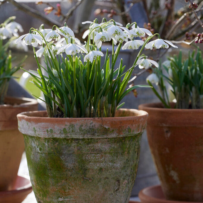 Galanthus - Double Snowdrop Flore Pleno