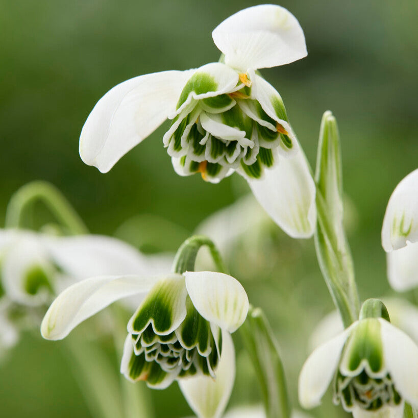 Galanthus - Double Snowdrop Flore Pleno