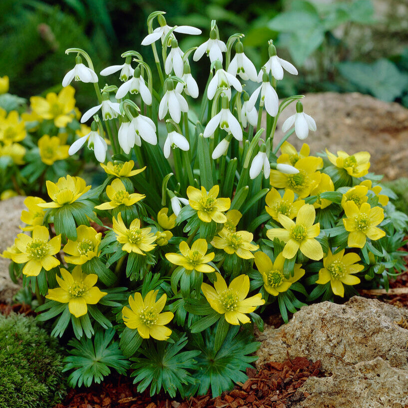 Eranthis & Galanthus - Winter's End Blend