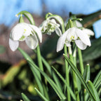 Galanthus - Double Snowdrop Flore Pleno