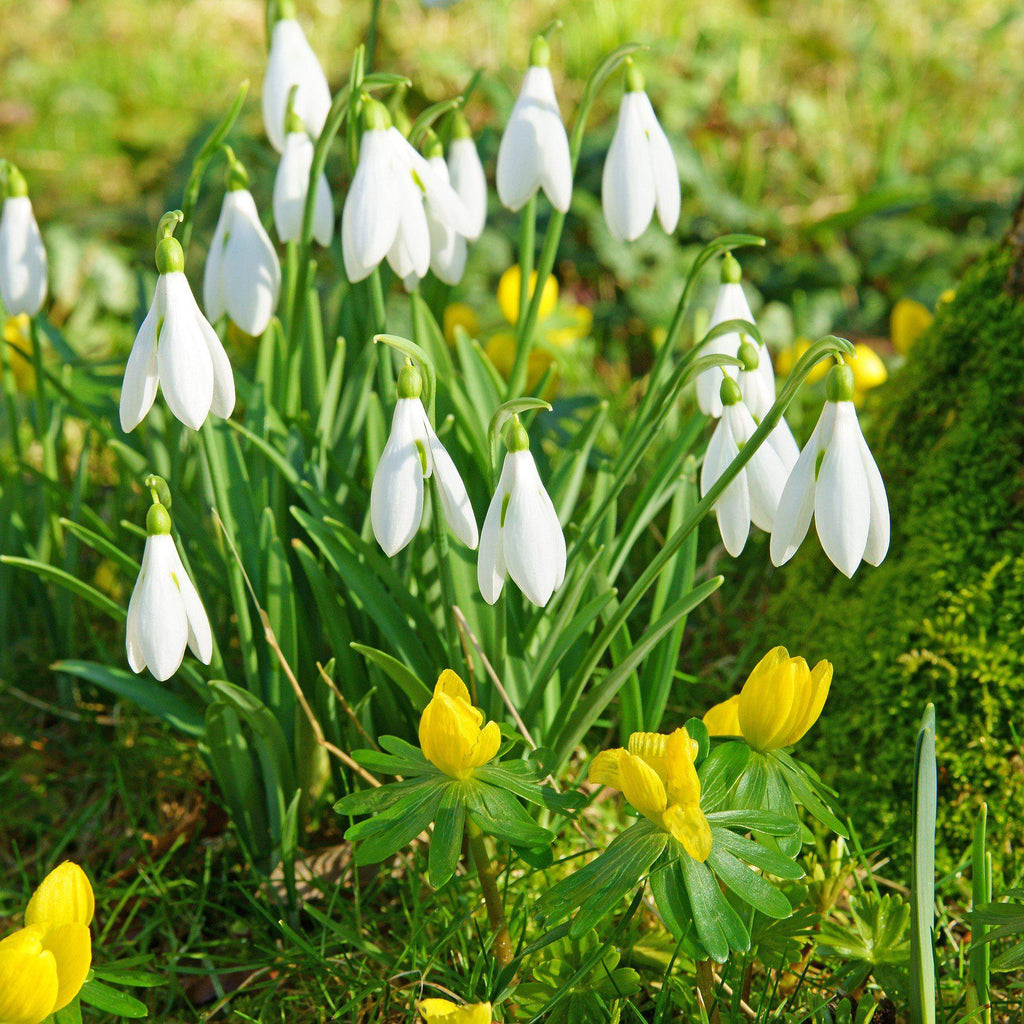Eranthis & Galanthus - Winter's End Blend