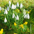 Eranthis & Galanthus - Winter's End Blend
