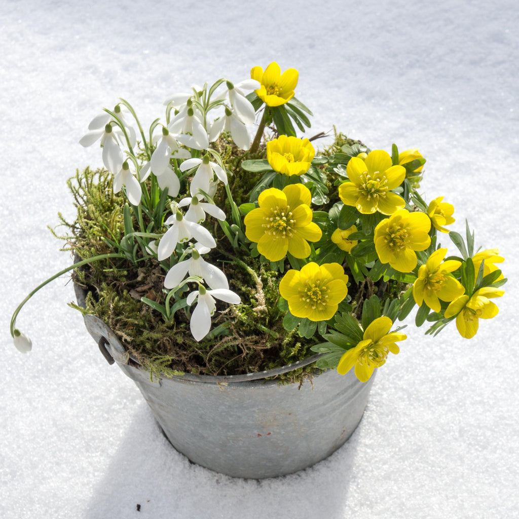 Eranthis & Galanthus - Winter's End Blend