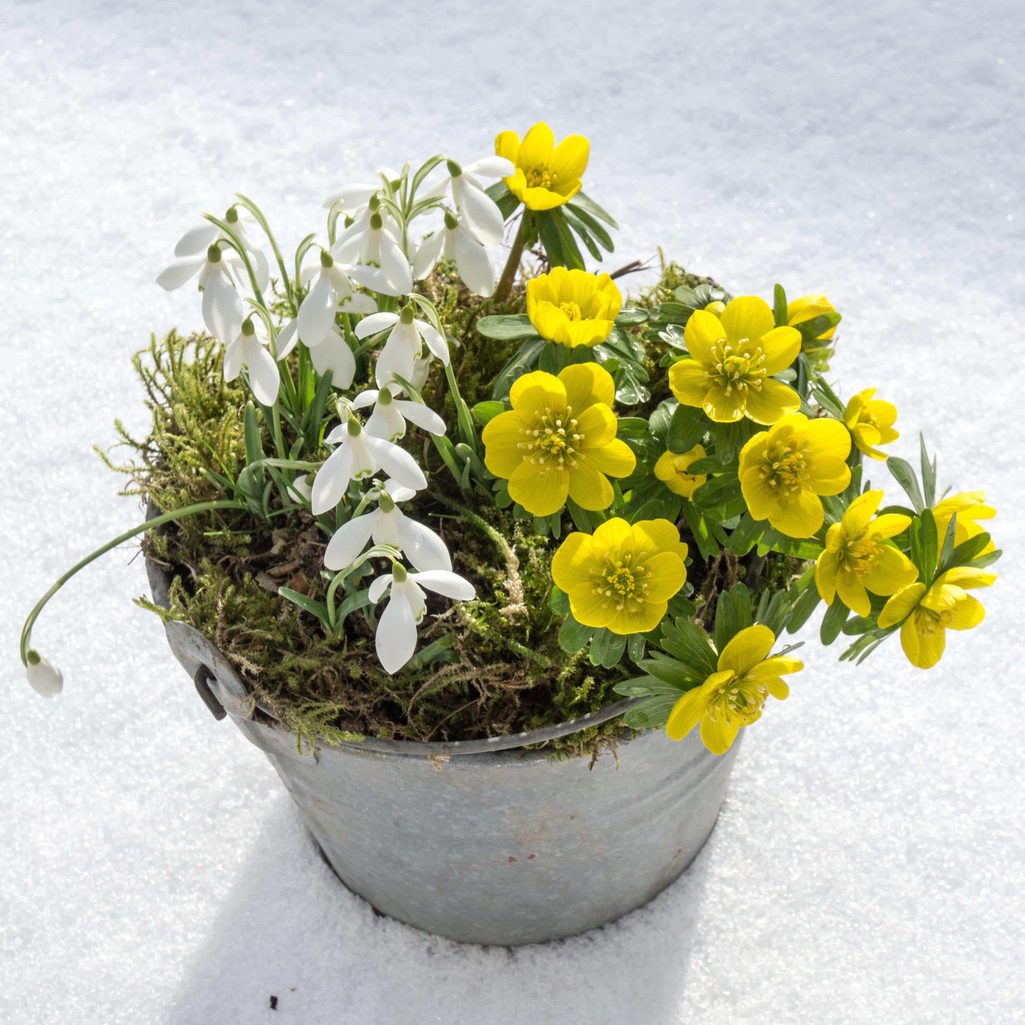 Eranthis & Galanthus - Winter's End Blend