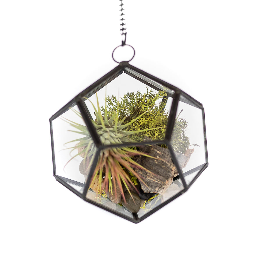 DIY Glass Pentagon Terrarium