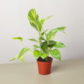 Golden Pothos Indoor Plant Plant Care and History - 3 Inch Pot