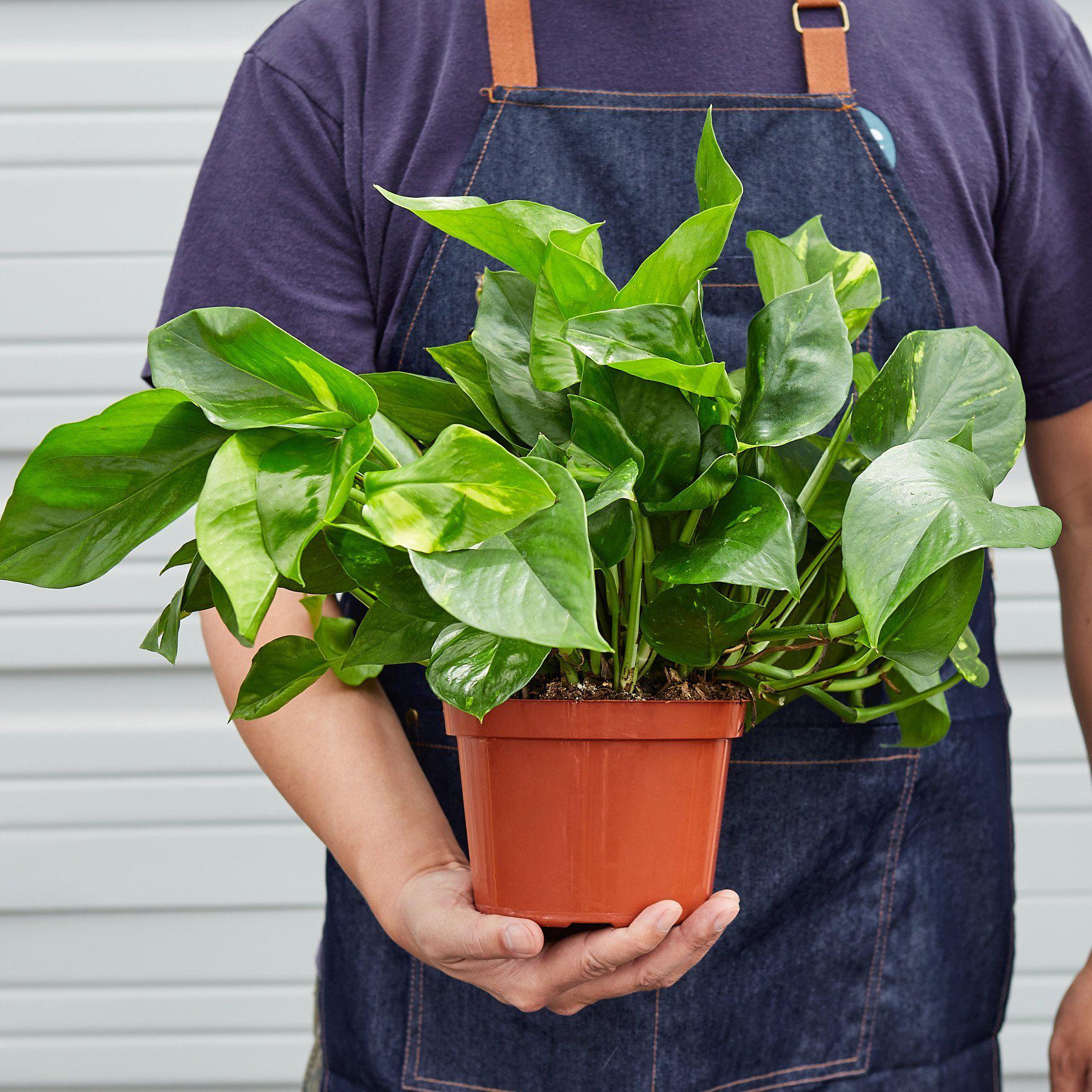 Golden Pothos Indoor Plant Plant Care and History - 6 Inch Pot Size Reference