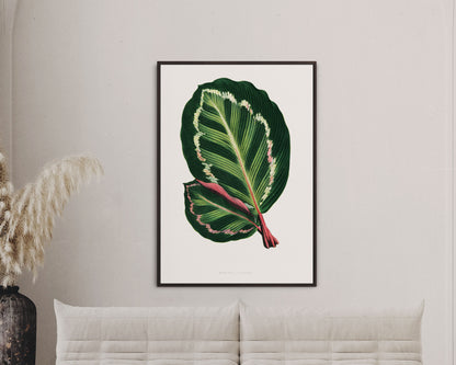 Green Mantara Illustris - Vintage Botanical Framed Canvas Print