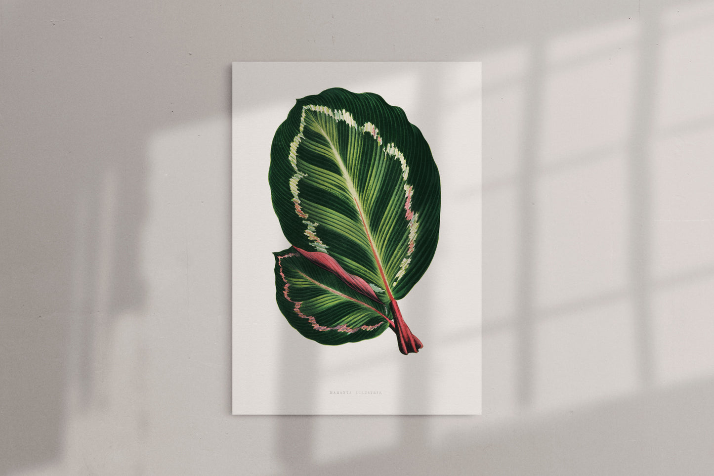 Green Mantara Illustris - Vintage Botanical Framed Canvas Print