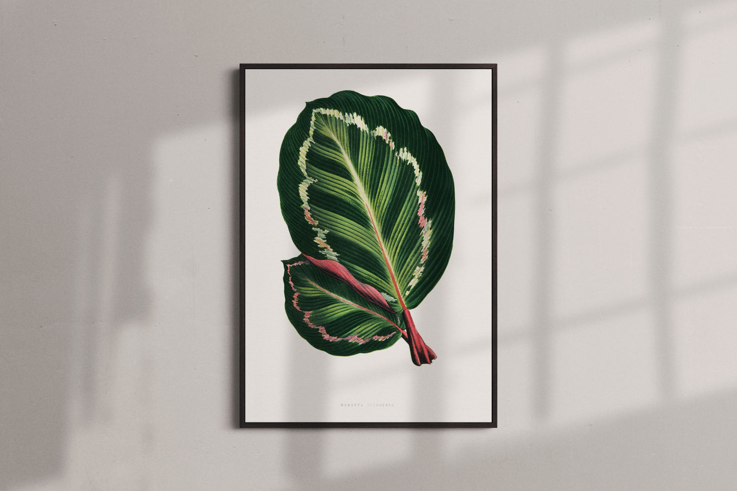 Green Mantara Illustris - Vintage Botanical Framed Canvas Print