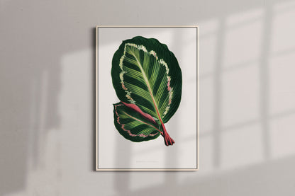 Green Mantara Illustris - Vintage Botanical Framed Canvas Print