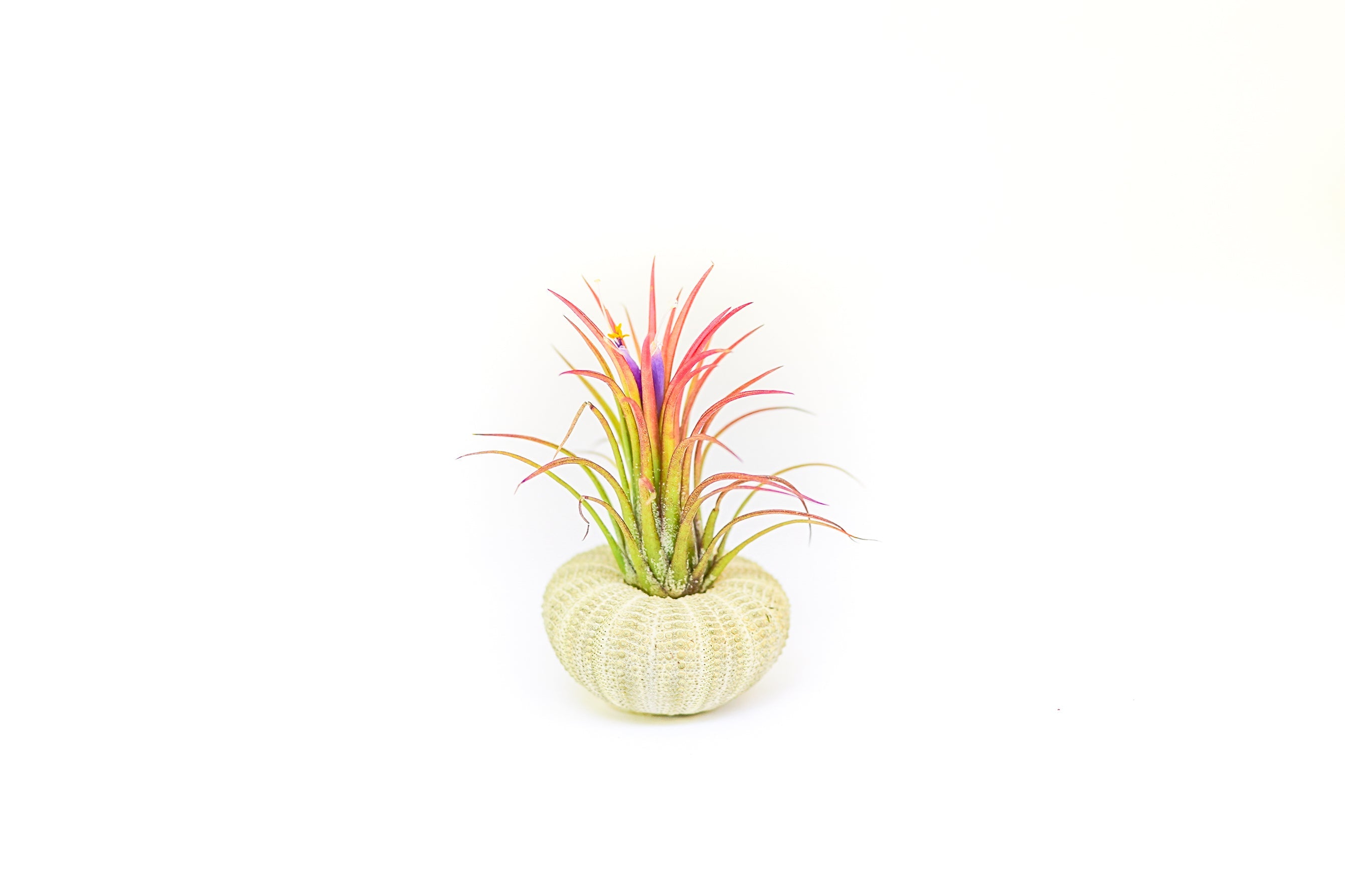 Green Urchin with Tillandsia Air Plant