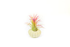 Green Urchins with Tillandsia Air Plants - Set of 1, 3 or 5