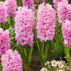 Hyacinth - Fondant