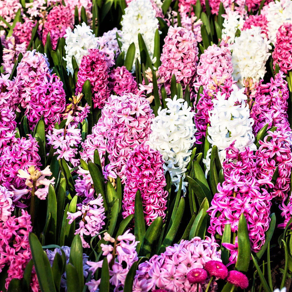 Hyacinth - Sweet Berries Mix